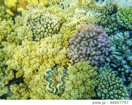 colorful corals and fish in the red sea sharm el sheikh colorful corals and fish in the red sea sharm el sheikh 86607797