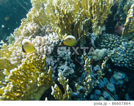butterfly fish, Chaetodon semilarvatus. fish feed on the reef butterfly fish, Chaetodon semilarvatus. fish feed on the reef 86607864