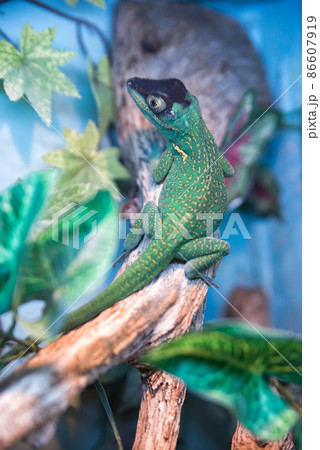 reptile iguana green in the zoo sitting on a branch reptile iguana green in the zoo sitting on a branch 86607919