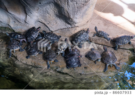red-eared turtles bask on the surface of the pond in the zoo 86607933
