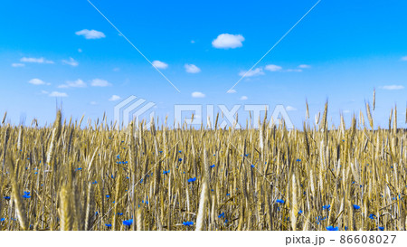 Wheat field with young and green wheat in spring Wheat field with young and green wheat in spring 86608027