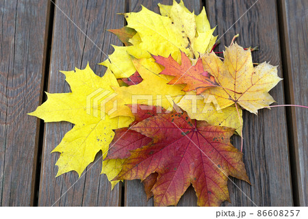 Bench with fallen maple leaves in autumn Park 86608257