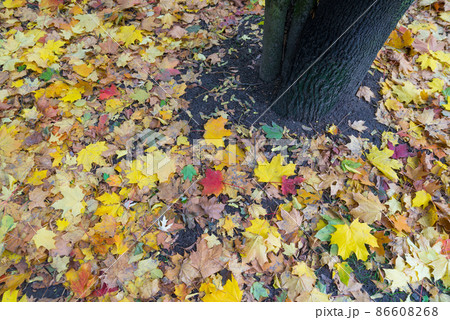 yellow and red leaves maple tree fallen in autumn 86608268