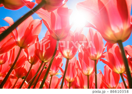 春 赤色 快晴 86610358