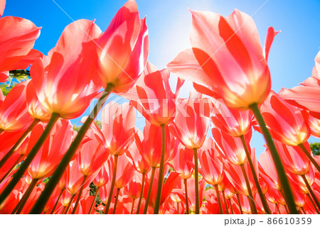 春 赤色 快晴 86610359