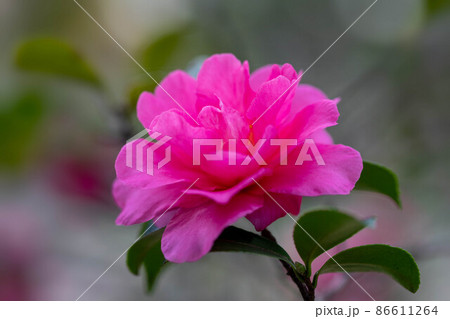 さざんか 86611264