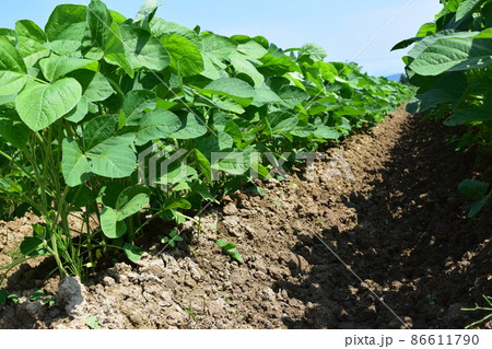 ダイズ畑 山形県庄内 86611790