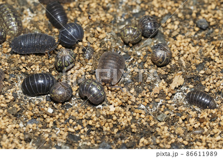 オカダンゴムシとワラジムシの越冬 オカダンゴムシとワラジムシの越冬 86611989