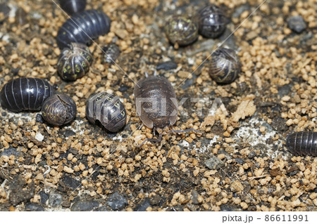 オカダンゴムシとワラジムシの越冬 86611991