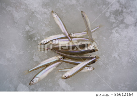 ワカサギ釣り 氷上のワカサギ ワカサギ釣り 氷上のワカサギ 86612164