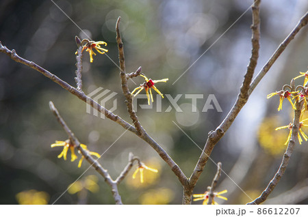 早春にまず咲くマンサクの花 86612207