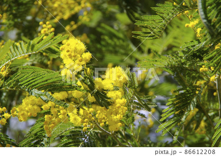 ミモザの花の咲く風景 86612208