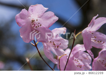 華麗なアカヤシオの花が春爛漫を告げる 86612209