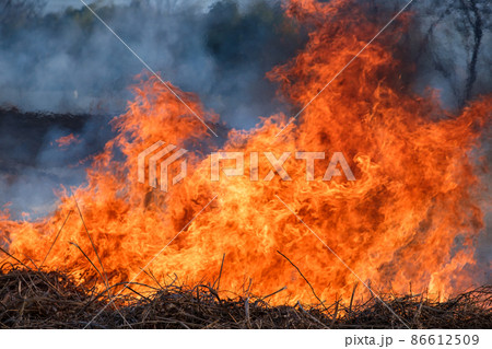 草焼きの炎 草焼きの炎 86612509