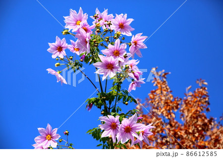 皇帝ダリアの花 86612585