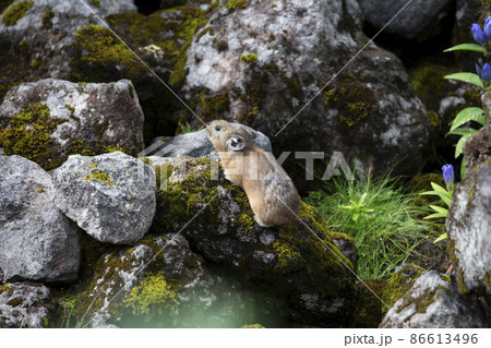 ナキウサギ 86613496