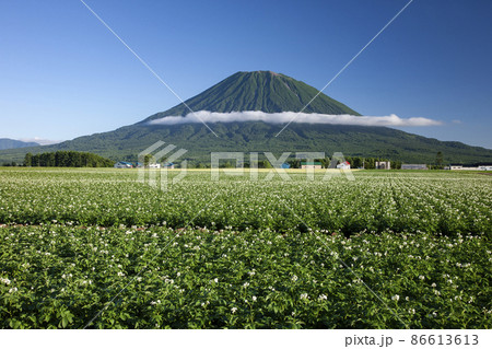 ジャガイモ畑 86613613