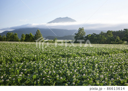 ジャガイモ畑 ジャガイモ畑 86613614