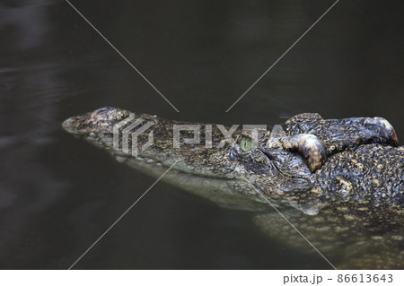 Close up head crocodile is show head in river 86613643