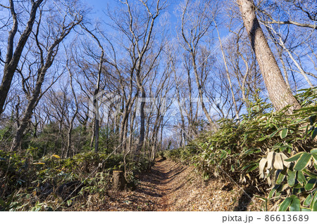 【東村山市】冬の八国山緑地 86613689