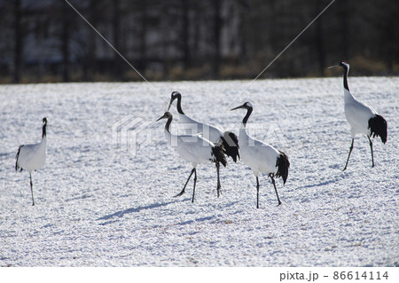丹頂鶴 86614114