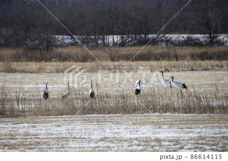 丹頂鶴 86614115