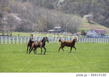 サラブレッド サラブレッド 86614190