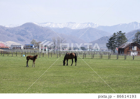 サラブレッド サラブレッド 86614193