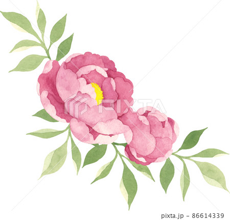 水彩で描いた牡丹のイラスト 86614339