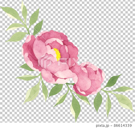 水彩で描いた牡丹のイラスト 86614339