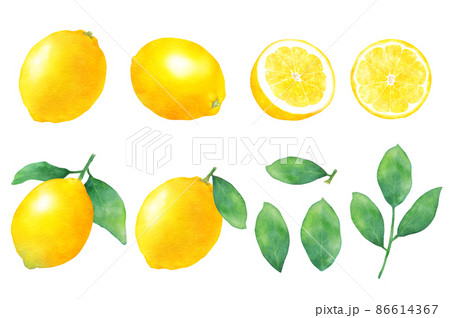 レモンの水彩イラストセット 葉 断面 カットフルーツ 新鮮な果物のイラスト素材