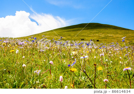 中国　青海省　久治県　桑赤山峠に咲くキンポウゲ科イチリンソウ属　Anemone demissa 86614634