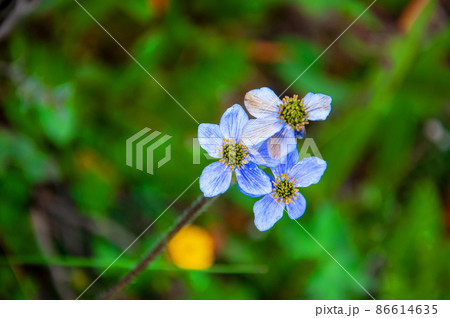 中国　四川省　白玉県　甘白路登山口に咲くキンポウゲ科イチリンソウ属　Anemone demissa 86614635