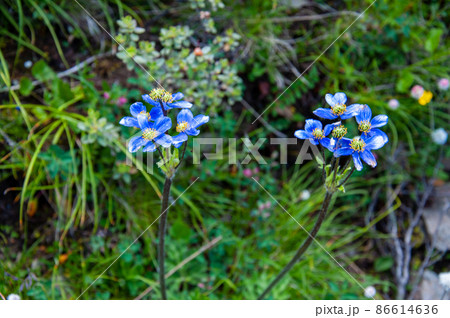 中国　四川省　黒水県　羊拱山峠に咲くキンポウゲ科イチリンソウ属　Anemone demissa 86614636