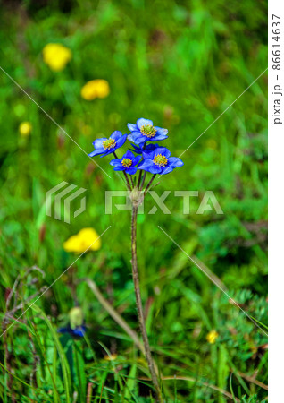 中国　四川省　松藩県　貢嘎嶺に咲くキンポウゲ科、イチリンソウ属　Anemone demissa 86614637
