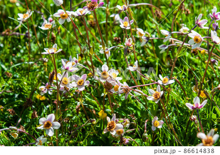 中国　青海省　年保玉則山国家地質公園　仙女湖湖畔に咲くキンポウゲ科、イチリンソウ属　Anemone  86614838