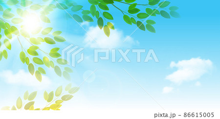 新緑 葉 風景 背景 新緑 葉 風景 背景 86615005
