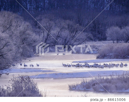 タンチョウ1　ねぐら 86615006