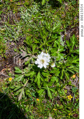 中国　四川省―青海省境界の峠に咲くキンポウゲ科イチリンソウ属　Anemone rivulari 86615054