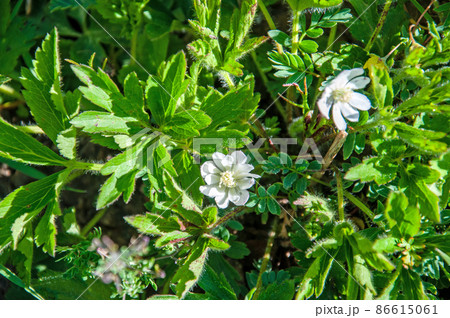 中国　四川省 玉樹県の阿巴拉山口に咲くキンポウゲ科イチリンソウ属　Anemone rivulari 86615061
