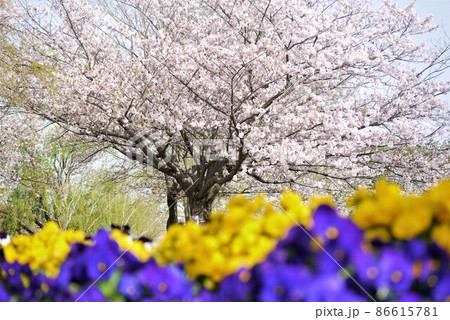 春と言えば　満開の桜ですね。 86615781