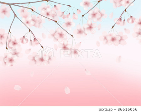 春満開!ふんわり桜の壁紙 春満開!ふんわり桜の壁紙 86616056