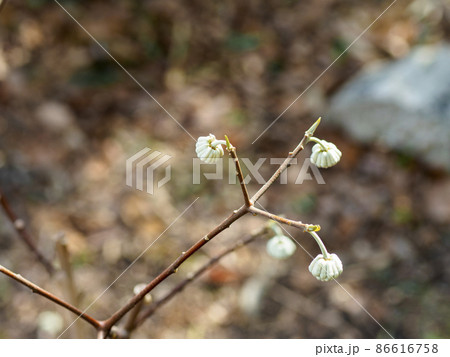 山に咲くミツマタの蕾 86616758