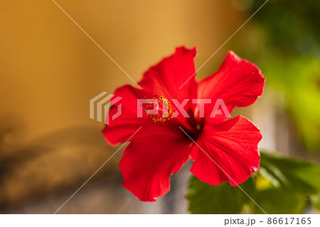 南の島　ハイビスカス 86617165
