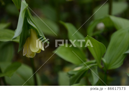 5月に撮影した花 86617573