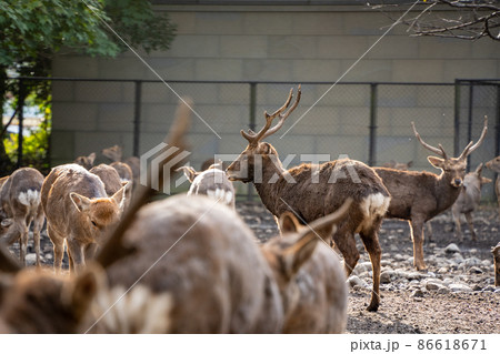【静岡県】 三嶋大社 【静岡県】 三嶋大社 86618671