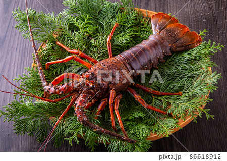 伊勢海老 伊勢海老 86618912