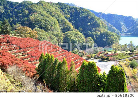 宮ケ瀬湖と段々畑のドウダンツツジ紅葉　【相模原市津久井　11月】 86619300