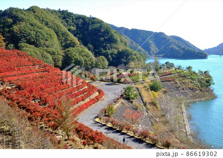 宮ケ瀬湖と段々畑のドウダンツツジの紅葉 【相模原市津久井 11月】 宮ケ瀬湖と段々畑のドウダンツツジの紅葉 【相模原市津久井 11月】 86619302