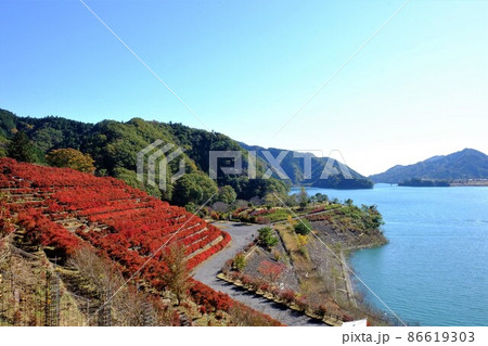 宮ケ瀬湖と段々畑のドウダンツツジの紅葉 【相模原市津久井 11月】 宮ケ瀬湖と段々畑のドウダンツツジの紅葉 【相模原市津久井 11月】 86619303